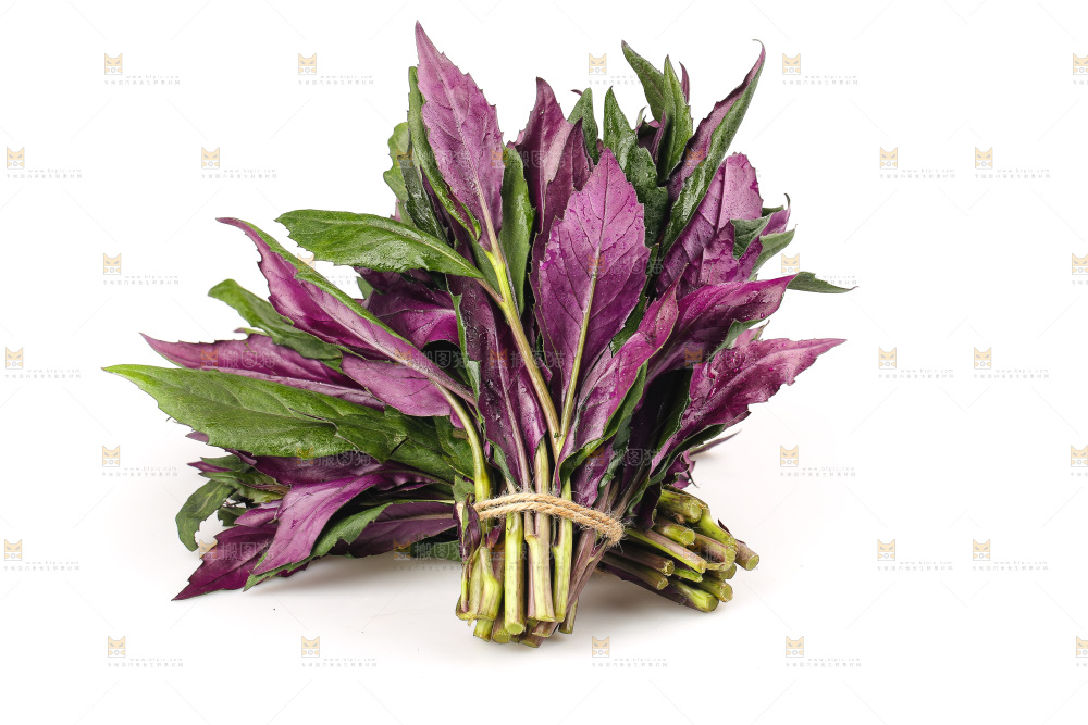 白底上的紫背天葵