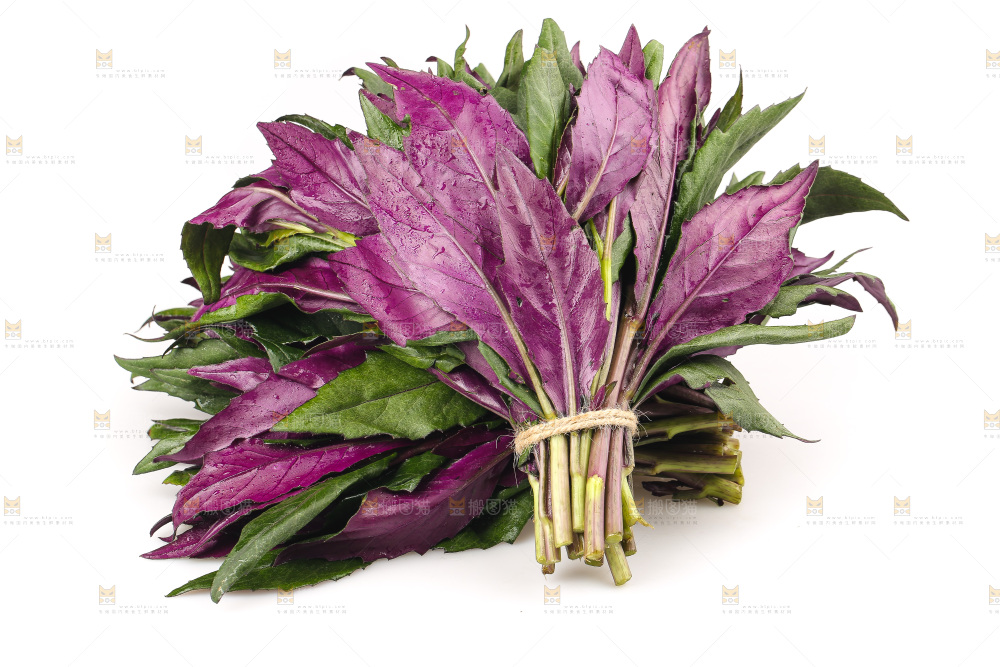 白底上的紫背天葵