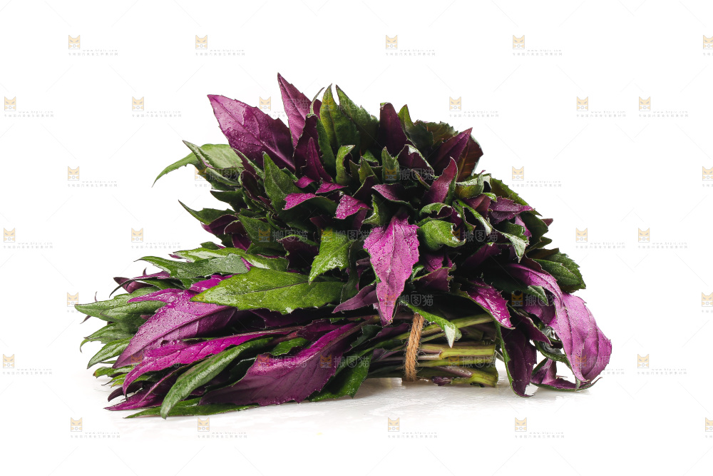 白底上的紫背天葵