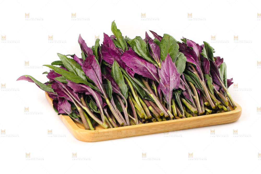 白底上的紫背天葵