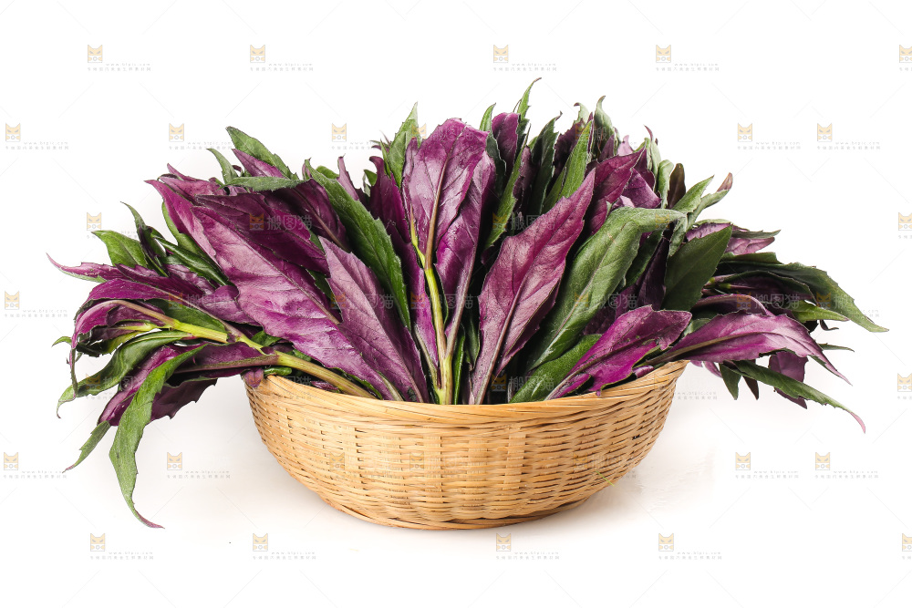 白底上的紫背天葵