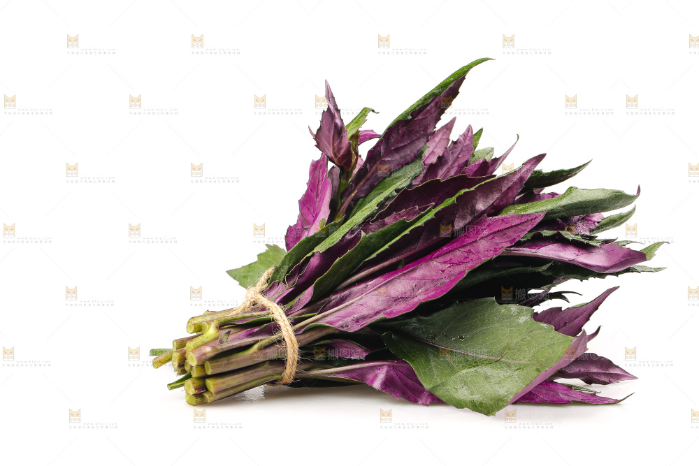 白底上的紫背天葵