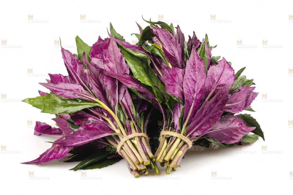 白底上的紫背天葵