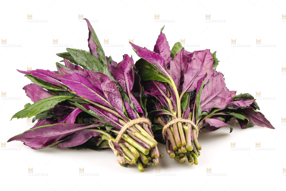 白底上的紫背天葵