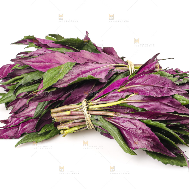 白底上的紫背天葵