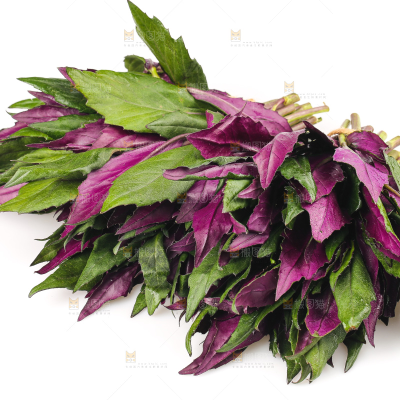 白底上的紫背天葵