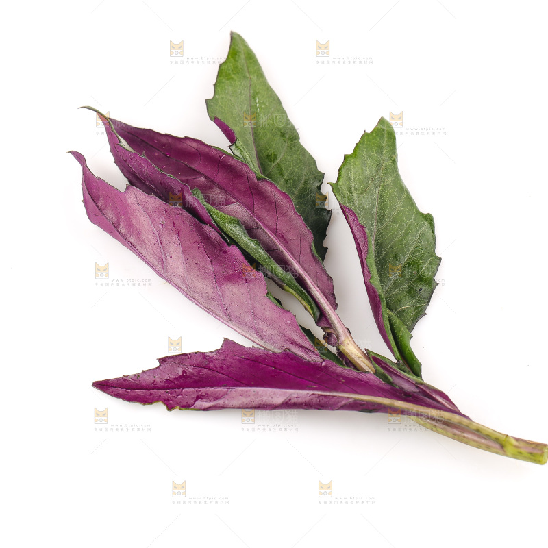 白底上的紫背天葵