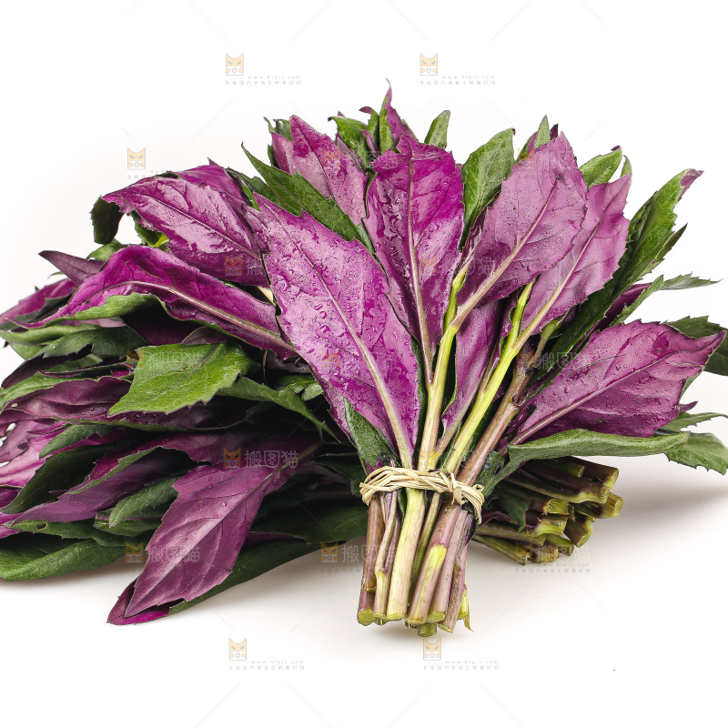 白底上的紫背天葵