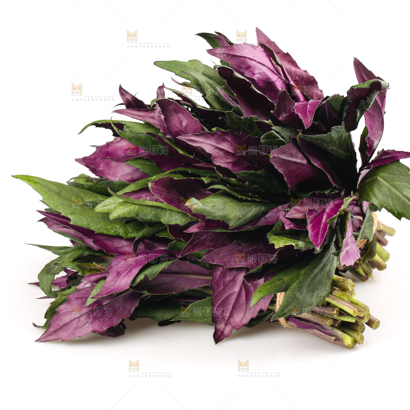 白底上的紫背天葵