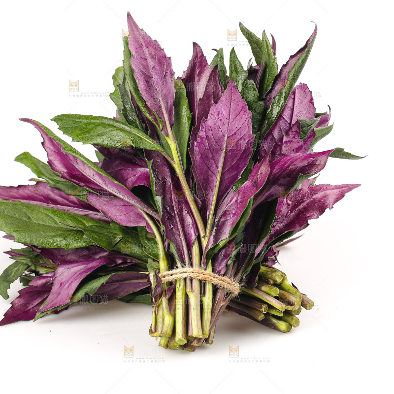 白底上的紫背天葵