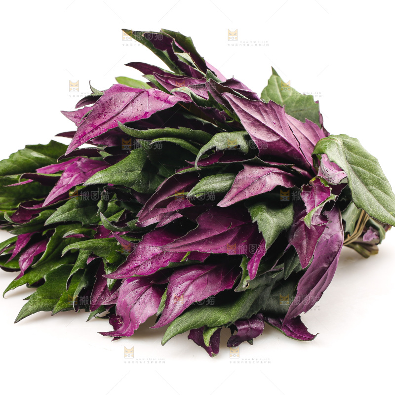 白底上的紫背天葵