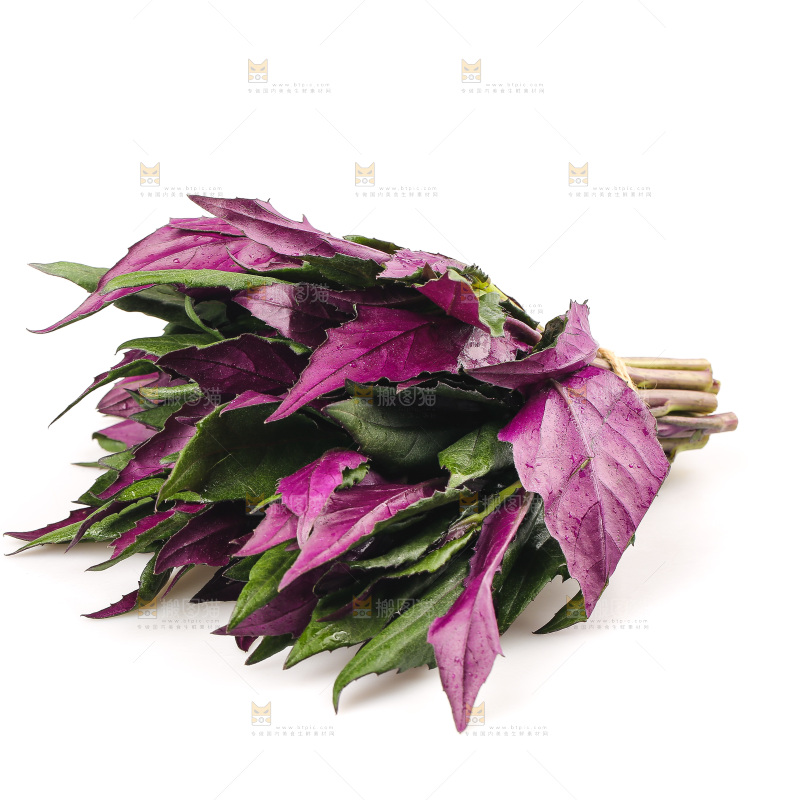 白底上的紫背天葵