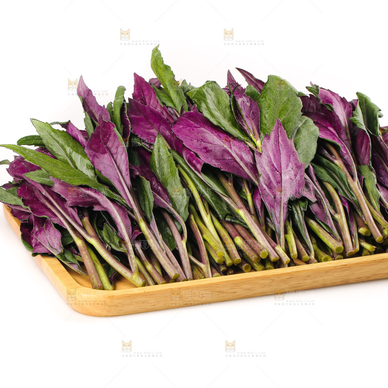 白底上的紫背天葵