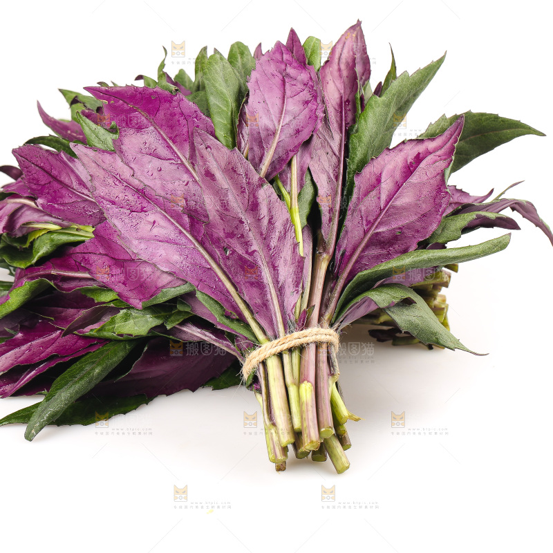 白底上的紫背天葵