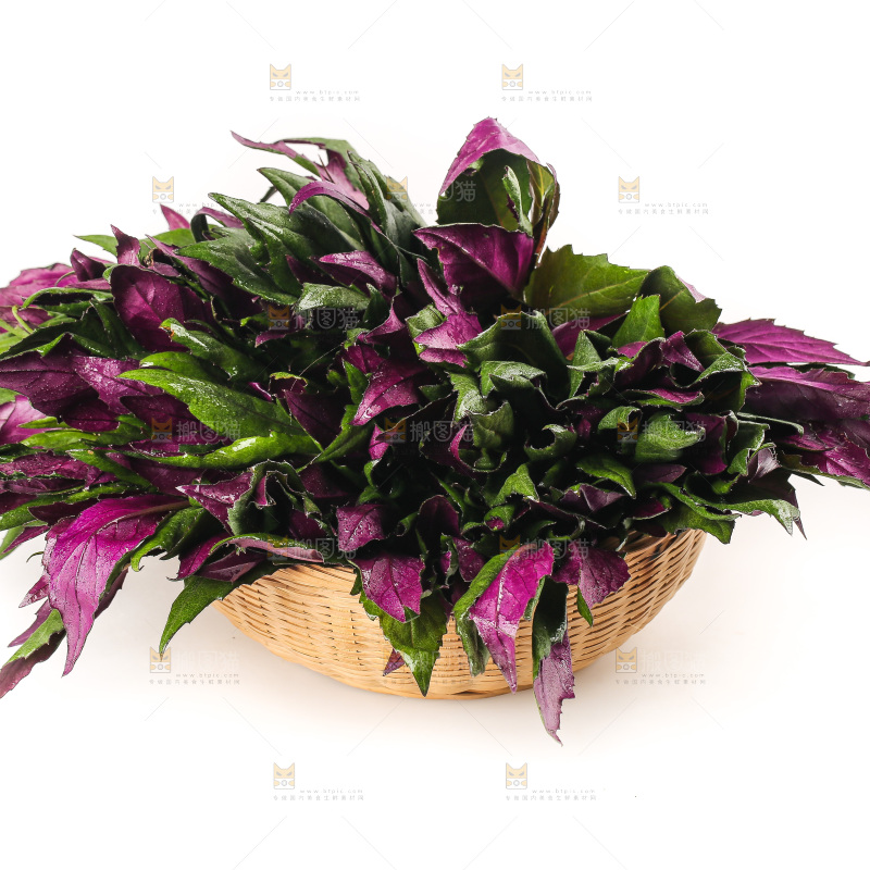 白底上的紫背天葵