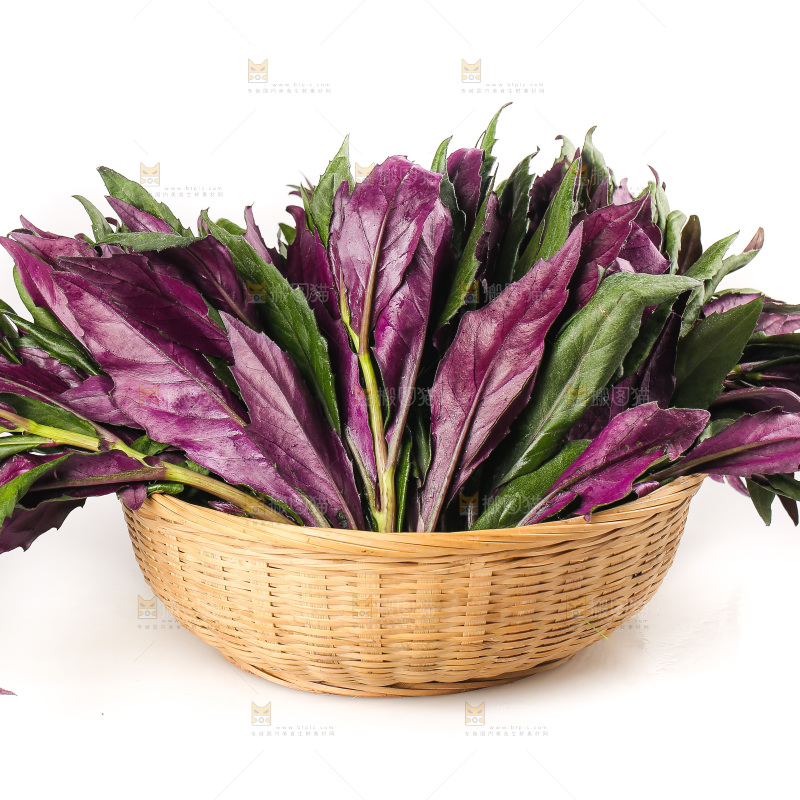 白底上的紫背天葵