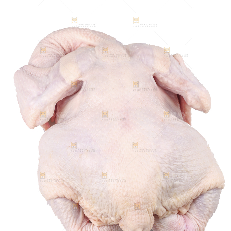 白底上的生鲜鸡肉