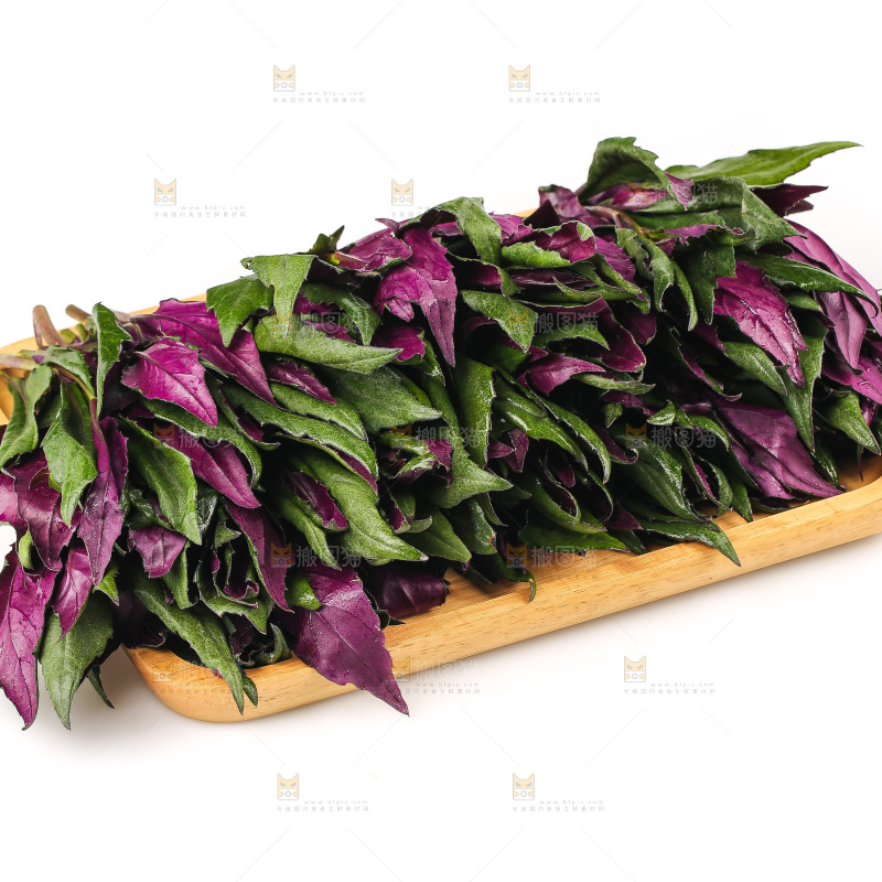 白底上的紫背天葵