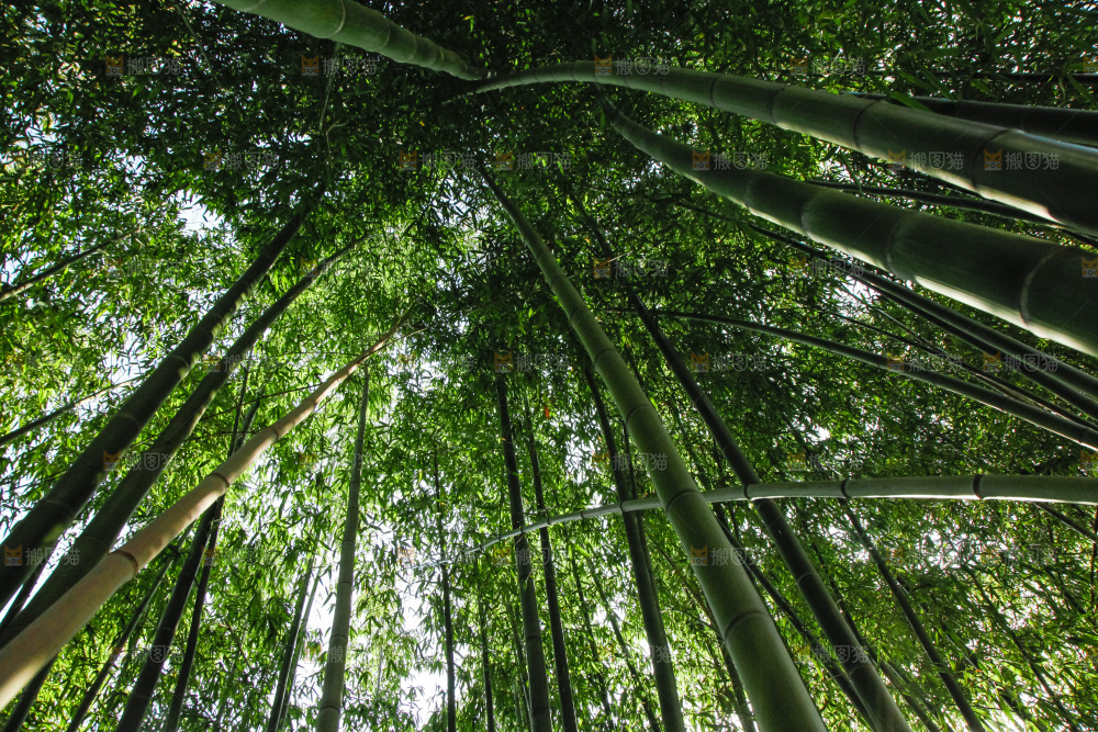 大片竹林