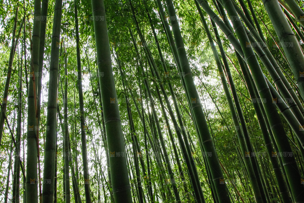 大片竹林