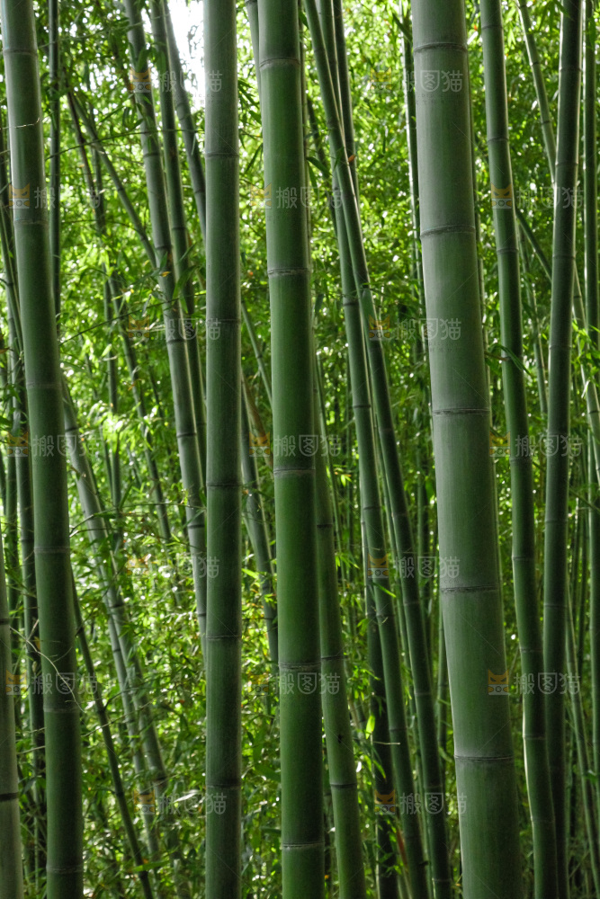 大片竹林