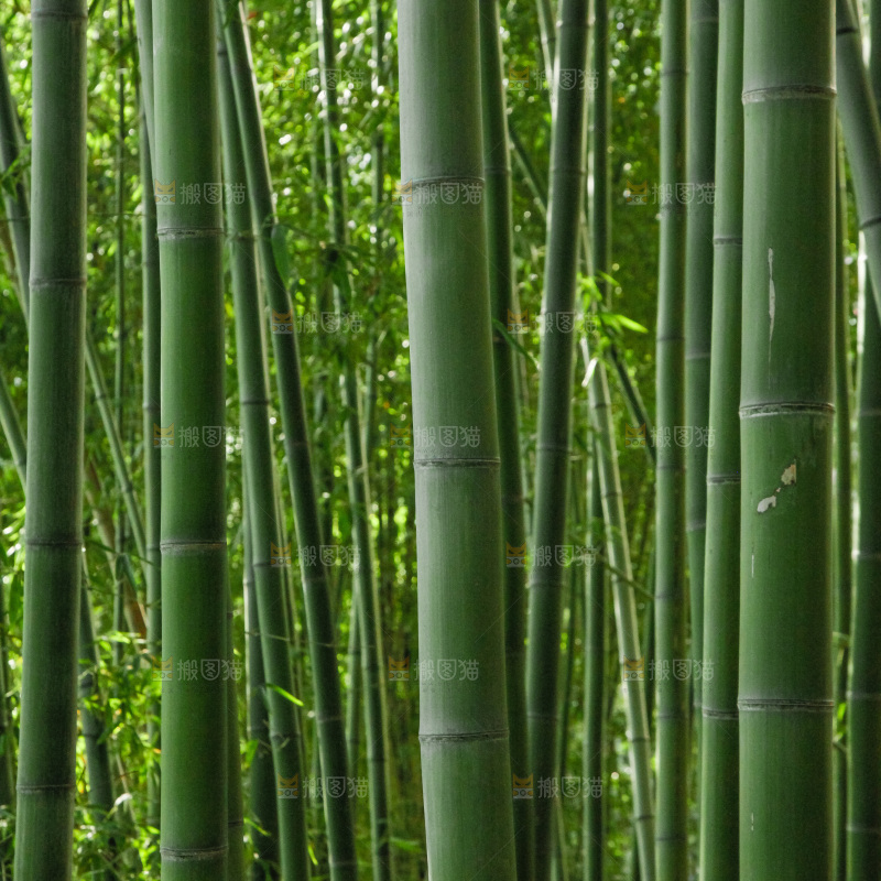大片竹林