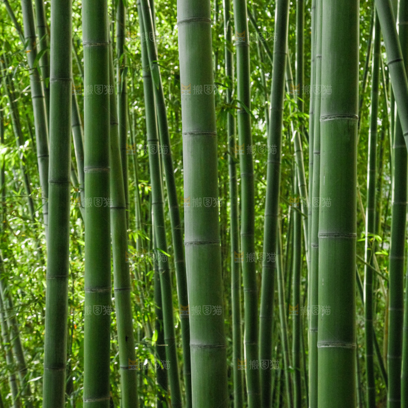 大片竹林