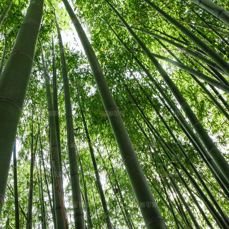 大片竹林