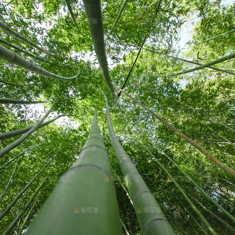 大片竹林