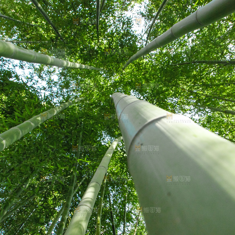 大片竹林