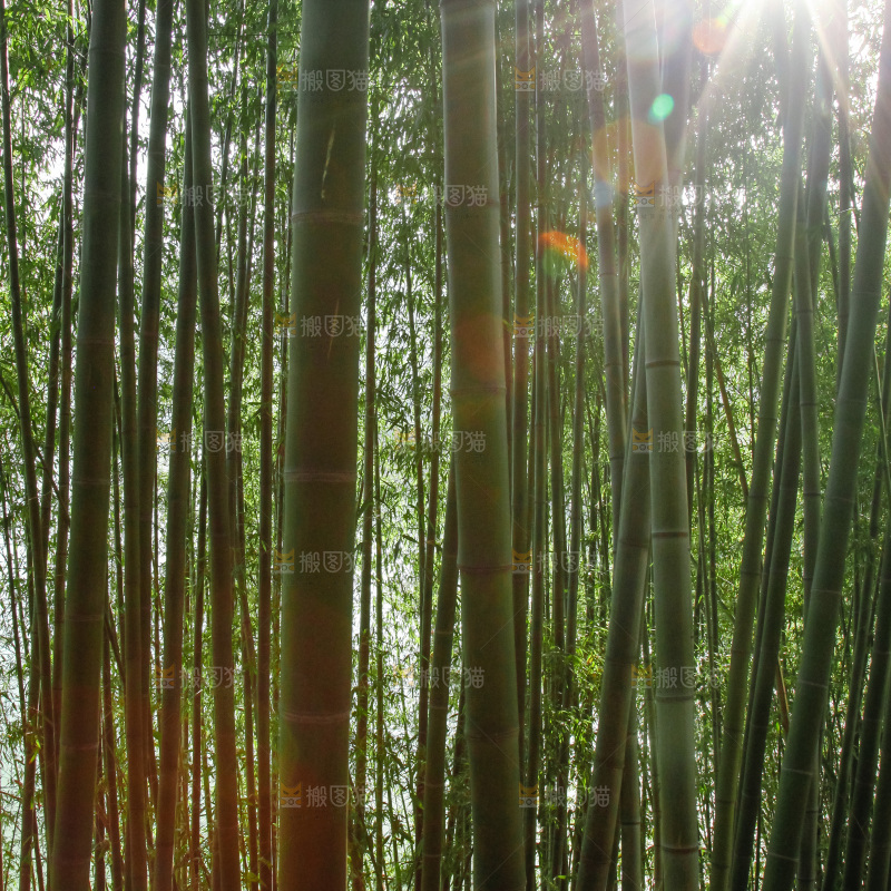 大片竹林