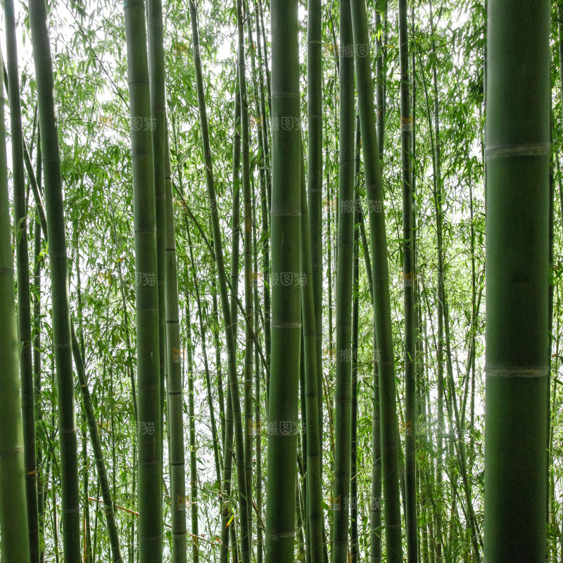 大片竹林
