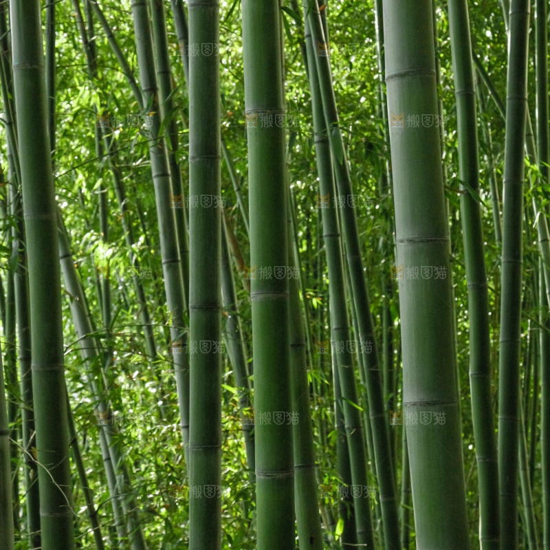 大片竹林