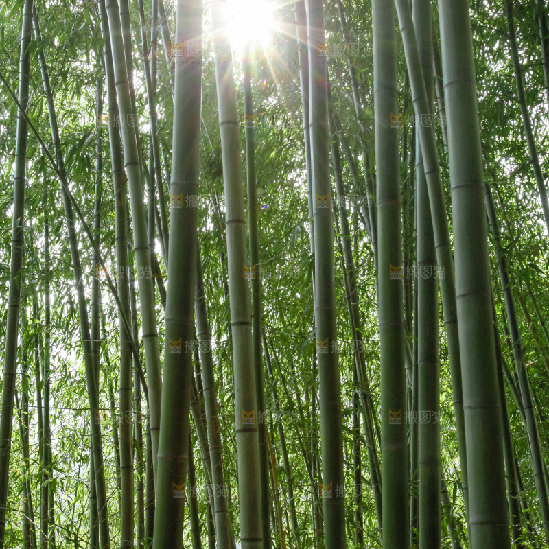 大片竹林