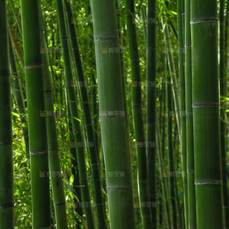 大片竹林
