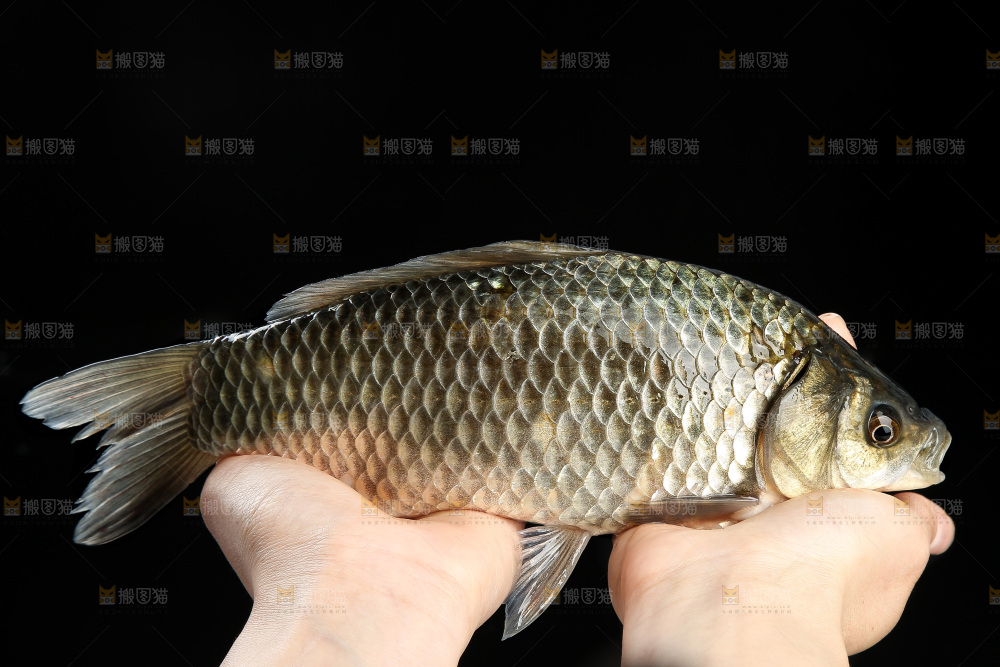 深底上的鲫鱼