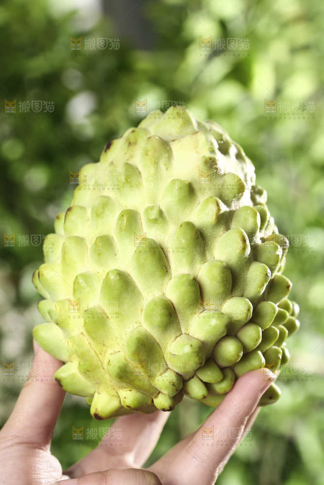 手里拿着释迦果