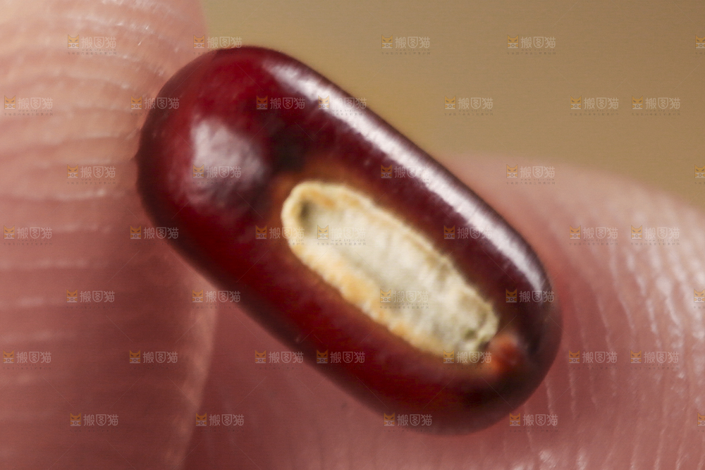 深底上的红豆