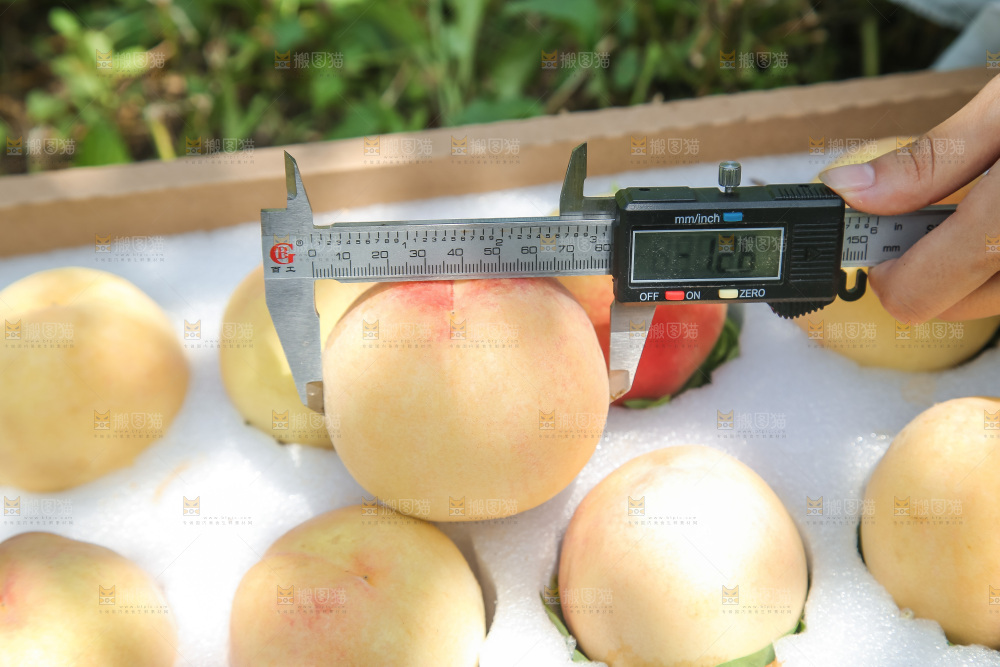 手里拿着现摘水蜜桃