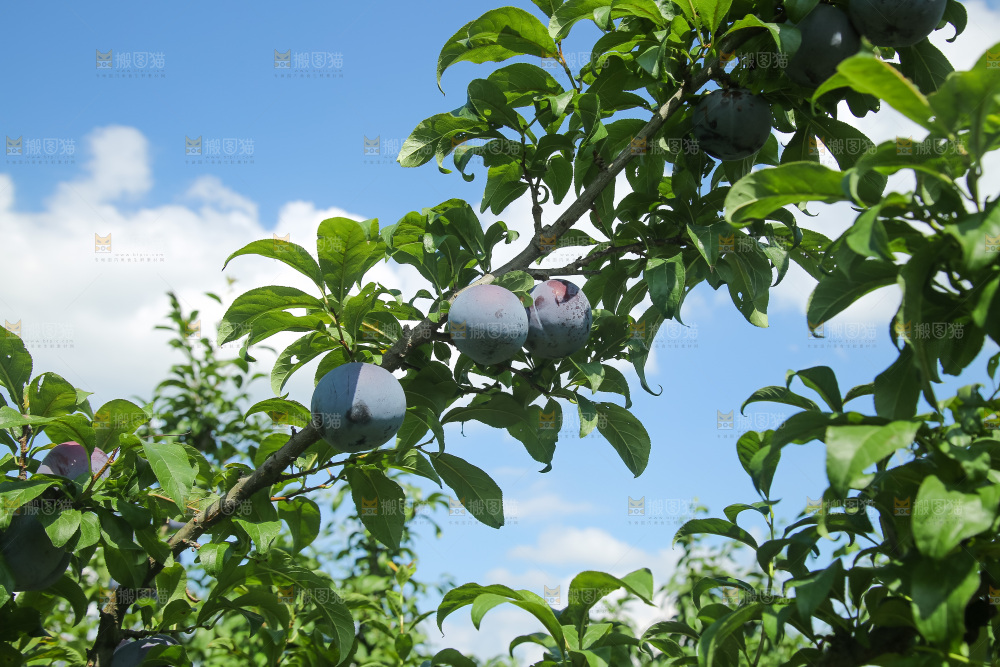 新鲜现摘黑布林