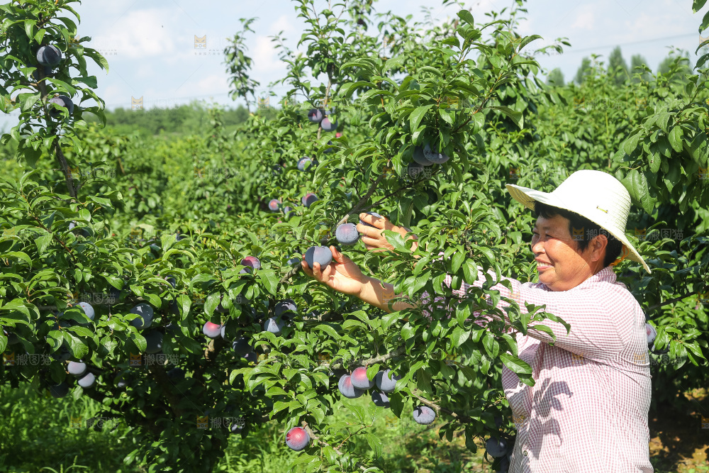新鲜现摘黑布林