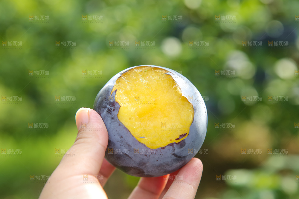 新鲜现摘黑布林