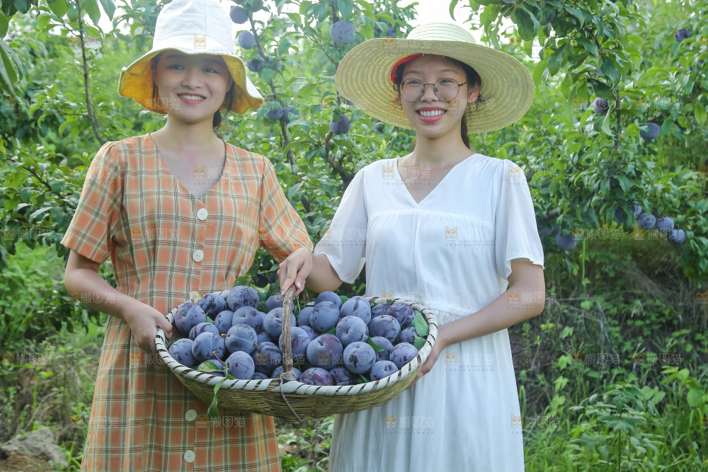 新鲜现摘黑布林