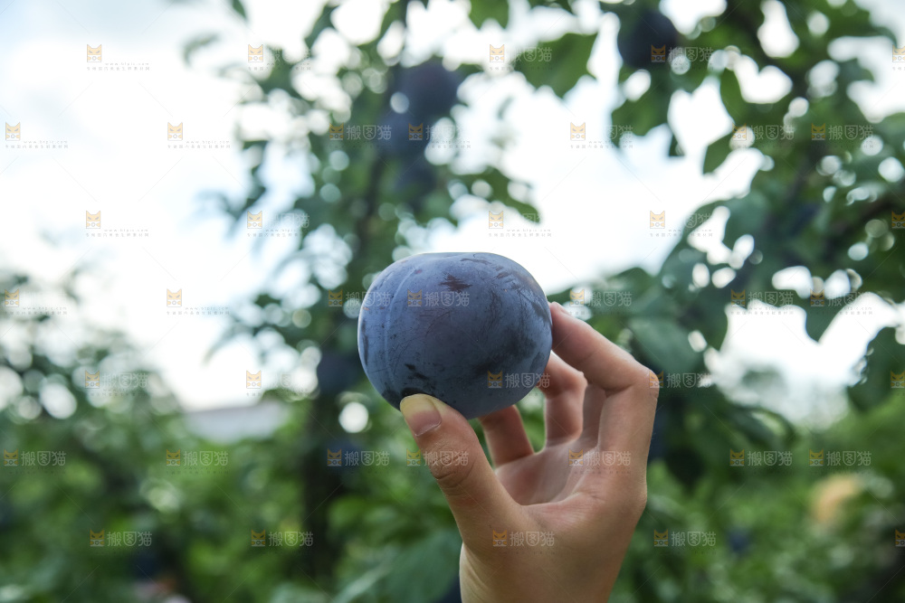新鲜现摘黑布林
