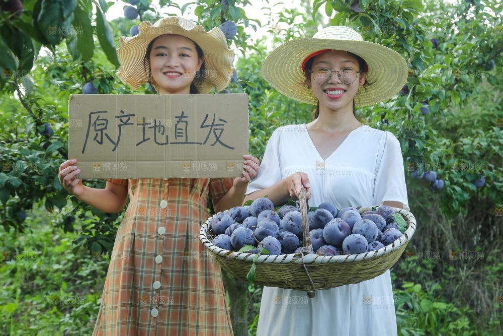 新鲜现摘黑布林