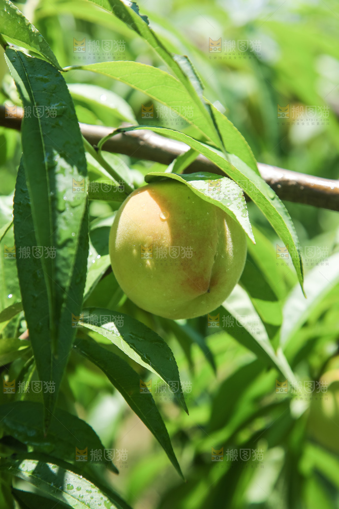 手里拿着现摘水蜜桃