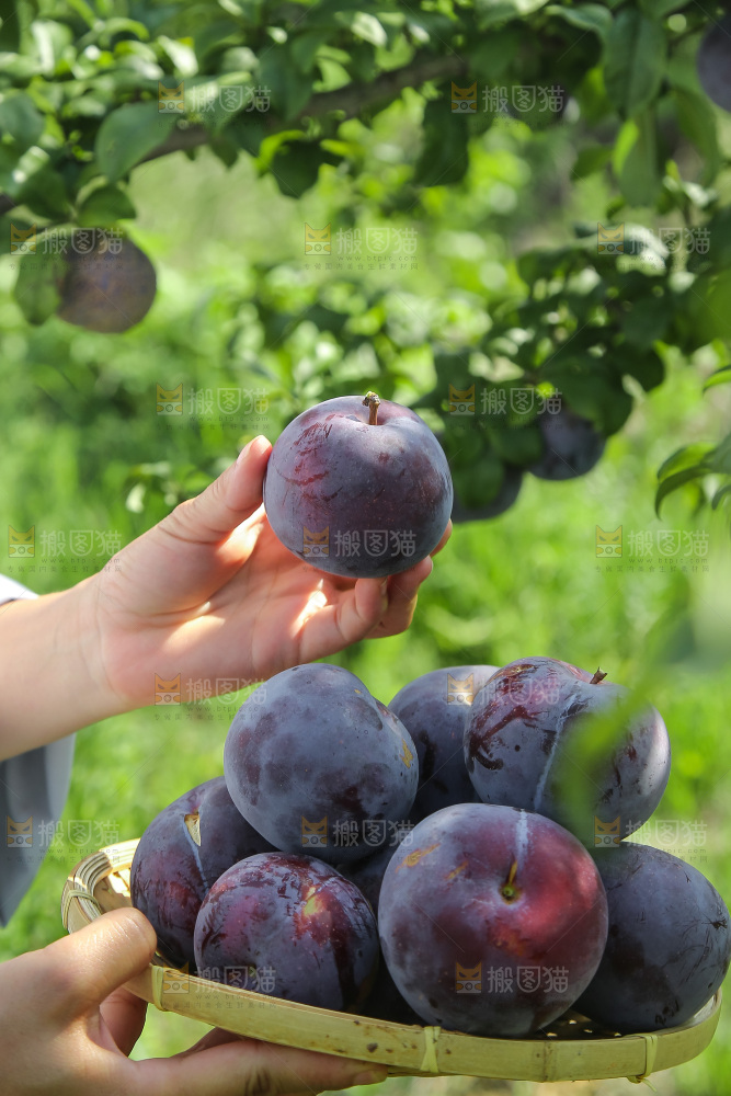 新鲜现摘黑布林