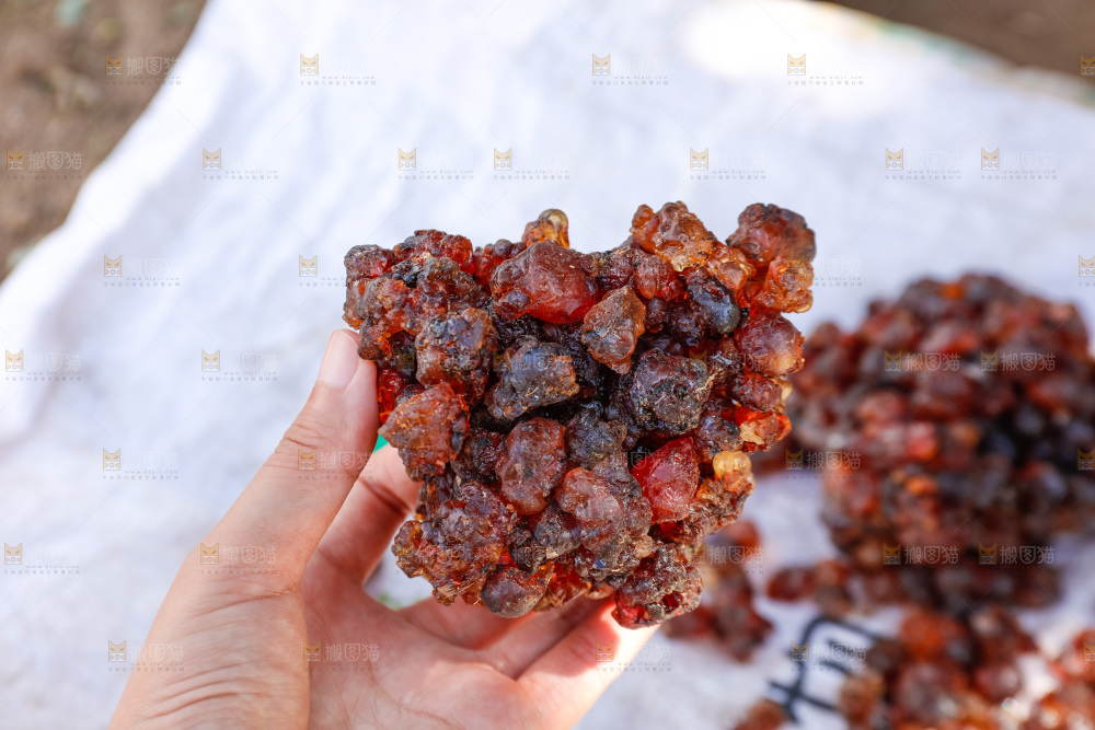 堆放着的现摘桃胶