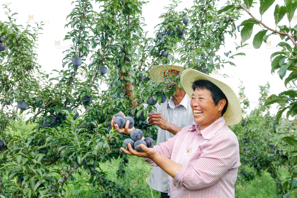新鲜现摘黑布林