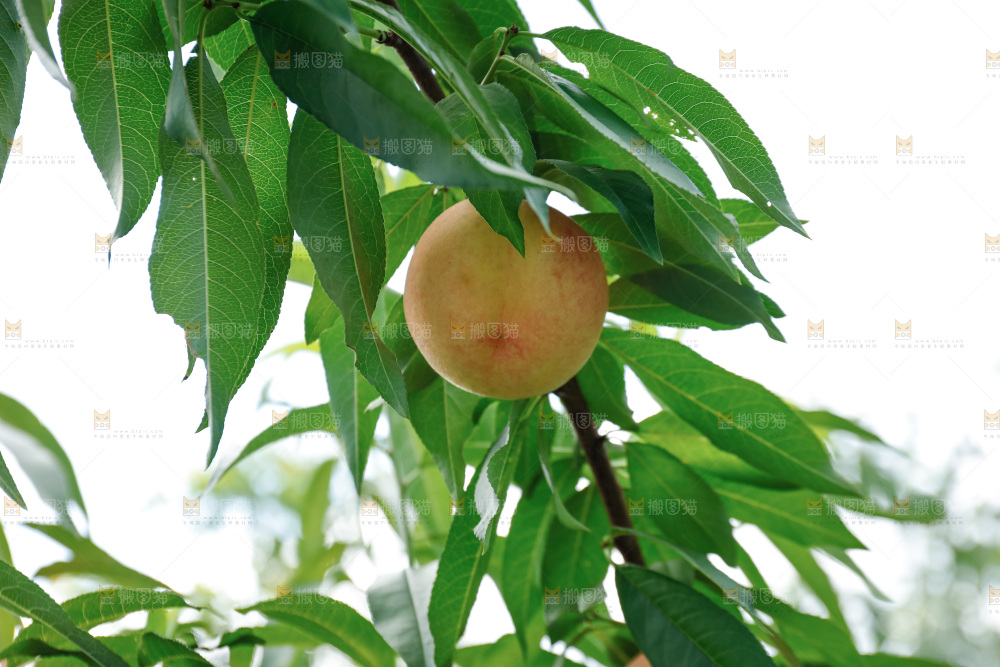 阳山水蜜桃